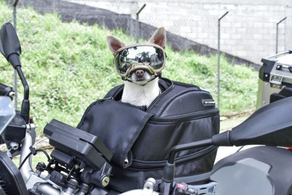 Tank Bag Pet Duall para Mascotas V3TROX